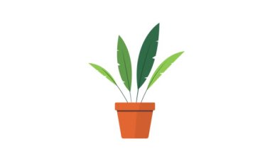 Saksılarda sallanan süs bitkileri. Canlandırılmış süs bitkileri. Saksılarda büyüyüp sallanıyorlar.