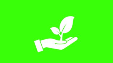 El yapımı bitkiler 4k yeşil ekran animasyon el çevresel sağlık tesisleri doğa yeşil ekran croma 4k
