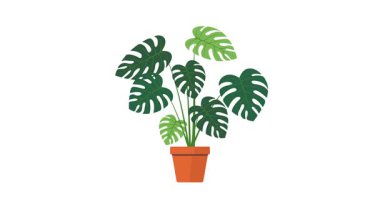 Monstera Philodendron animasyon canavarı filodendron bitkisi rüzgarda sallanan bir saksıda sallanıyor 4k croma