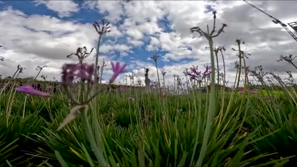 グアダラハラ ヤリスコのグリオレータ噴水ミネルバ グリオレタを飾る植物からのビデオ メキシコ — ストック動画