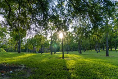 Parkta gün batımı, piknik yapan insanlar, güneş ışınlarını filtreleyen ağaçlar, Latin Amerika Guadalajara