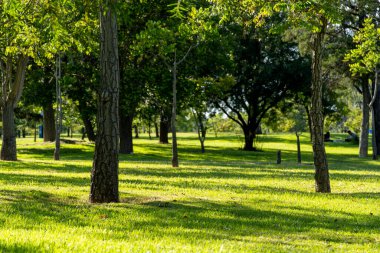 Parkta gün batımı, ağaçların arasından süzülen ışık, Meksika, Latin Amerika