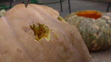 Cadılar Bayramı partisi için büyük turuncu balkabağı oyan dişi, evdeki ahşap masada otururken, şaka mı şeker mi havasında olmak için bıçağıyla balkabağı üzerinde korkunç bir yüz ifadesi yapıyor.