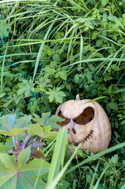 Balkabaklı Cadılar Bayramı tasarımı. Meksika Latin Amerika Guadalajara
