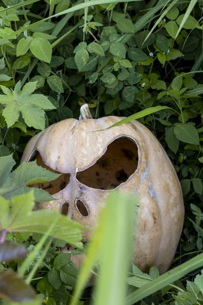 Cadılar Bayramı Için Kesilmiş Bitki Örtüsüyle Çevrili Balkabağı Meksika Latin — Stok fotoğraf