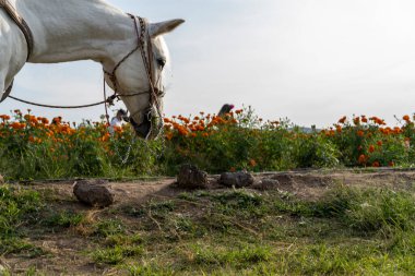 Beyaz at Cempasuchil, Meksika Latin Amerika 'da bir tarlada