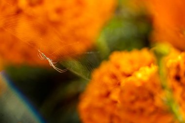 Örümcek ağı ören portakal çiçekleri cempasuchil, Meksika Latin Amerika