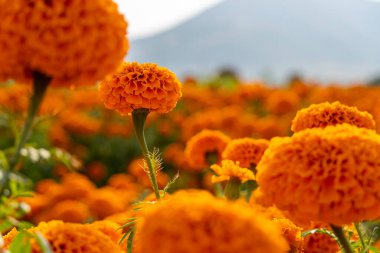 Kenikir ya da Tagetes erekta Bu bitkinin çok güçlü bir kokusu var ama çok güzel çiçekleri var, parlak turuncu ya da sarı çiçekleri var Meksika Latin Amerika