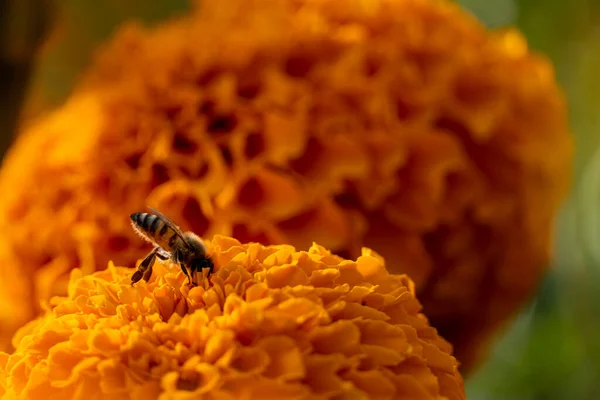 Abeja Polinizando Una Flor Naranja Cempasuchil Mexico Latin America — Foto de Stock