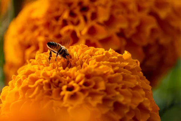 Pszczoła Zapylająca Kwiat Pomarańczy Cempasuchil Meksykańska Ameryka Łacińska — Zdjęcie stockowe