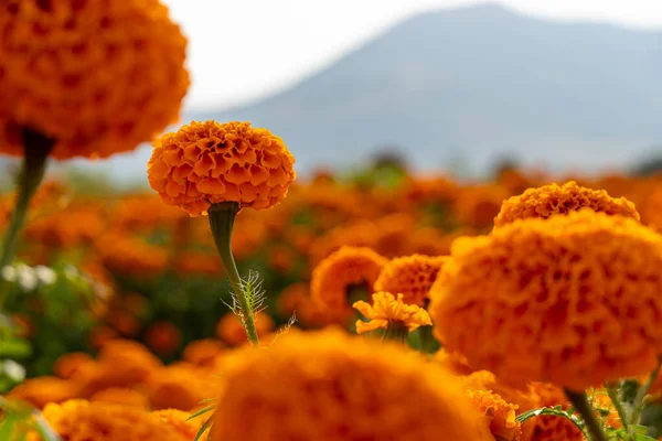 Осенние Цветы Летние Цветущие Апельсины Гербера Цветочный Фон Осенние Цветочные — стоковое фото