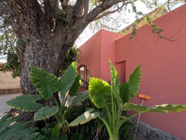 Etrafı yeşilliklerle çevrili renkli Meksika mimari evi.