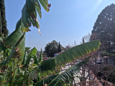 Platanal Palmiye Ormanı Gökyüzü