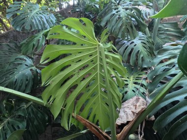 Ormanın ön planında bir canavar var.