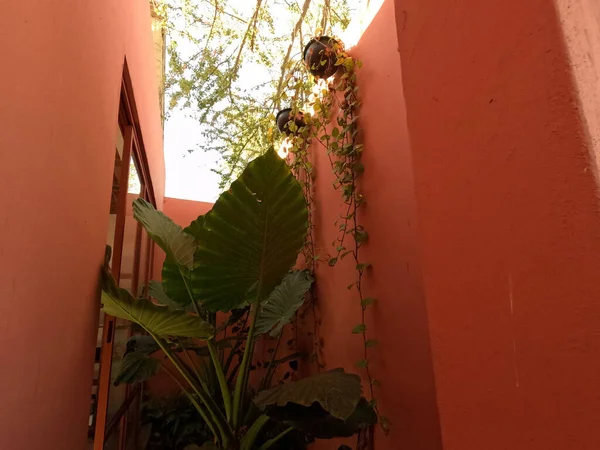 Colorida Casa Arquitectura Mexicana Rodeada Vegetación — Foto de Stock