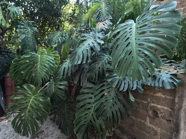 stock image Monstera in the foreground jungle forest