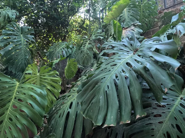 Monstera Foreground Jungle Forest — Stock Photo, Image