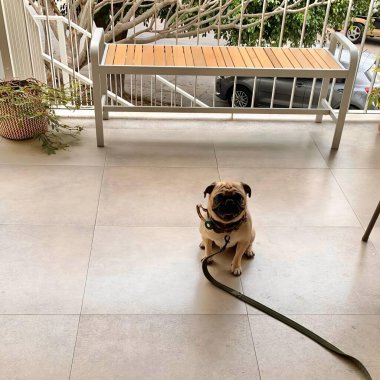 Köpekler sahibine yemek, bank ve mavi arka plan vermek üzereler.