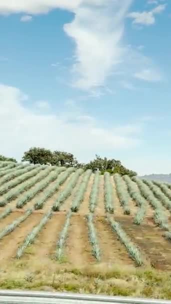 Campo Verde Con Muchos Árboles — Vídeo de stock