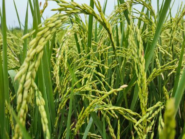 Rice paddy harvesting in the rice field