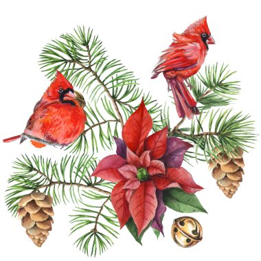 Kardinal kuşlar - Noel 'in sembolü, olgun kırmızı nar. Beyaz arkaplanda izole edilmiş tasarım elemanları. Suluboya tarzında vektör illüstrasyonu.