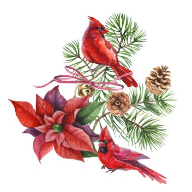 Kardinal kuşlar - Noel 'in sembolü, olgun kırmızı nar. Beyaz arkaplanda izole edilmiş tasarım elemanları. Suluboya tarzında vektör illüstrasyonu.