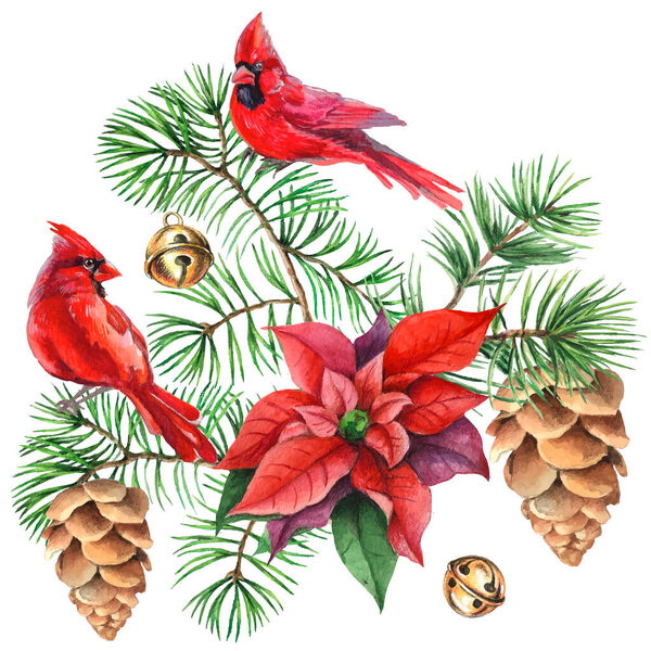 Cardinal birds - a symbol of Christmas, ripe red pomegranate . Set of design elements isolated on white background. Vector illustration in a watercolor style.