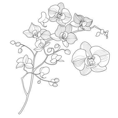 Sanat terapisi boyama sayfası. Orkide çiçeklerinin doğrusal görüntüsü. Resimler kartlar, çıkartmalar, duvar kağıtları ve diğer projeler için mükemmel..