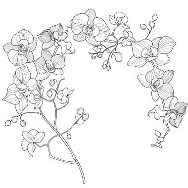 Sanat terapisi boyama sayfası. Orkide çiçeklerinin doğrusal görüntüsü. Resimler kartlar, çıkartmalar, duvar kağıtları ve diğer projeler için mükemmel..