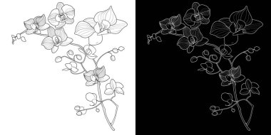 Sanat terapisi boyama sayfası. Orkide çiçeklerinin doğrusal görüntüsü. Resimler kartlar, çıkartmalar, duvar kağıtları ve diğer projeler için mükemmel..