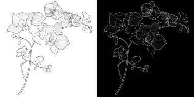 Sanat terapisi boyama sayfası. Orkide çiçeklerinin doğrusal görüntüsü. Resimler kartlar, çıkartmalar, duvar kağıtları ve diğer projeler için mükemmel..