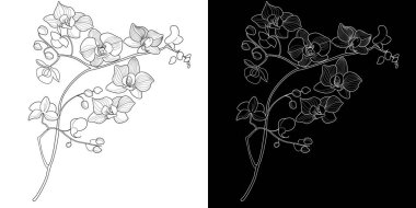 Sanat terapisi boyama sayfası. Orkide çiçeklerinin doğrusal görüntüsü. Resimler kartlar, çıkartmalar, duvar kağıtları ve diğer projeler için mükemmel..