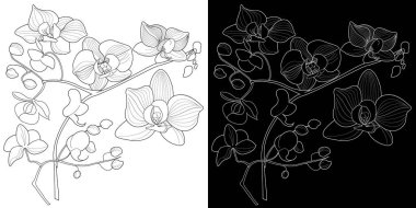 Sanat terapisi boyama sayfası. Orkide çiçeklerinin doğrusal görüntüsü. Resimler kartlar, çıkartmalar, duvar kağıtları ve diğer projeler için mükemmel..