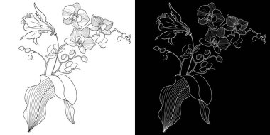 Sanat terapisi boyama sayfası. Orkide çiçeklerinin doğrusal görüntüsü. Resimler kartlar, çıkartmalar, duvar kağıtları ve diğer projeler için mükemmel..