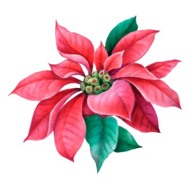 Noel çobanpüskülü, Poinsettia çiçeği, duvar kağıdı için köknar dalları, hediye kağıdı, desenler, tekstil, tebrik kartları.