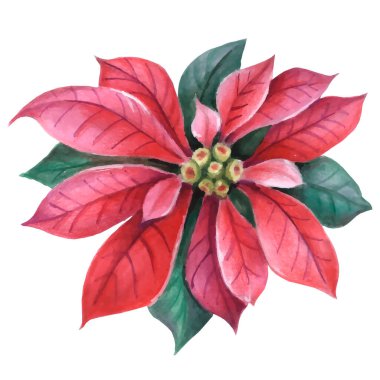Noel çobanpüskülü, Poinsettia çiçeği, duvar kağıdı için köknar dalları, hediye kağıdı, desenler, tekstil, tebrik kartları.