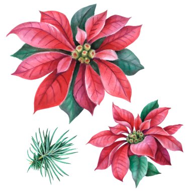 Noel çobanpüskülü, Poinsettia çiçeği, duvar kağıdı için köknar dalları, hediye kağıdı, desenler, tekstil, tebrik kartları.