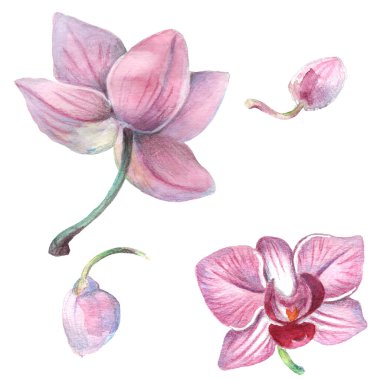 Kalıplı çiçek. Suluboya tarzında bir vektör illüstrasyonu. Yazdırılmış materyalleri, işaretleri, nesneleri, web sitelerini, haritaları kullan.