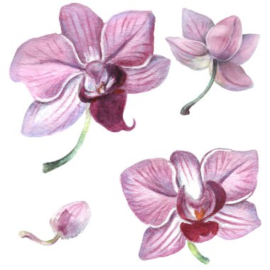 Kalıplı çiçek. Suluboya tarzında bir vektör illüstrasyonu. Yazdırılmış materyalleri, işaretleri, nesneleri, web sitelerini, haritaları kullan.