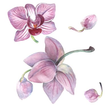 Kalıplı çiçek. Suluboya tarzında bir vektör illüstrasyonu. Yazdırılmış materyalleri, işaretleri, nesneleri, web sitelerini, haritaları kullan.