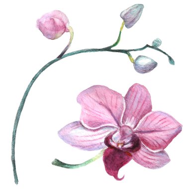 Kalıplı çiçek. Suluboya tarzında bir vektör illüstrasyonu. Yazdırılmış materyalleri, işaretleri, nesneleri, web sitelerini, haritaları kullan.