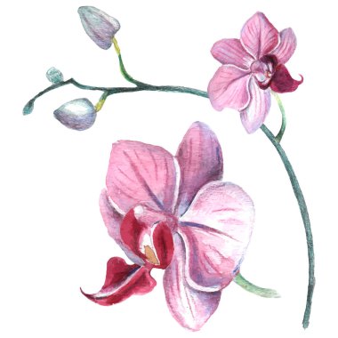 Kalıplı çiçek. Suluboya tarzında bir vektör illüstrasyonu. Yazdırılmış materyalleri, işaretleri, nesneleri, web sitelerini, haritaları kullan.