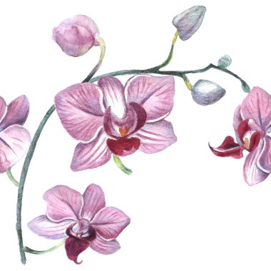 Kalıplı çiçek. Suluboya tarzında bir vektör illüstrasyonu. Yazdırılmış materyalleri, işaretleri, nesneleri, web sitelerini, haritaları kullan.