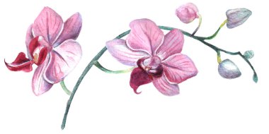 Kalıplı çiçek. Suluboya tarzında bir vektör illüstrasyonu. Yazdırılmış materyalleri, işaretleri, nesneleri, web sitelerini, haritaları kullan.