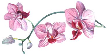 Kalıplı çiçek. Suluboya tarzında bir vektör illüstrasyonu. Yazdırılmış materyalleri, işaretleri, nesneleri, web sitelerini, haritaları kullan.