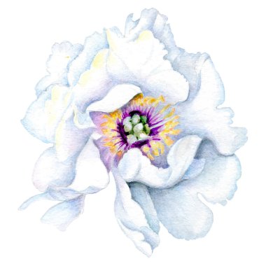  Çiçekler suluboya illüstrasyon. Beyaz arka planda yalıtılmış şakayık çiçeği. Elle kompozisyon. Tekstil tasarımı, duvar kağıtları, tasarım elementi, tebrik kartı.