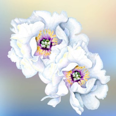  Çiçekler suluboya illüstrasyon. Beyaz arka planda yalıtılmış şakayık çiçeği. Elle kompozisyon. Tekstil tasarımı, duvar kağıtları, tasarım elementi, tebrik kartı.