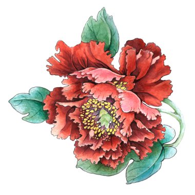 Çiçekler suluboya illüstrasyon. Beyaz arka planda yalıtılmış şakayık çiçeği. Elle kompozisyon. Tekstil tasarımı, duvar kağıtları, tasarım elementi, tebrik kartı.