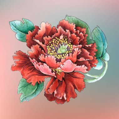 Çiçekler suluboya illüstrasyon. Beyaz arka planda yalıtılmış şakayık çiçeği. Elle kompozisyon. Tekstil tasarımı, duvar kağıtları, tasarım elementi, tebrik kartı.