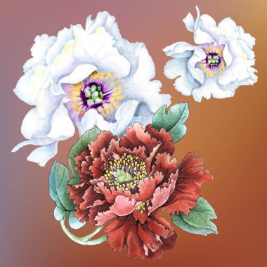 Çiçekler suluboya illüstrasyon. Beyaz arka planda yalıtılmış şakayık çiçeği. Elle kompozisyon. Tekstil tasarımı, duvar kağıtları, tasarım elementi, tebrik kartı.